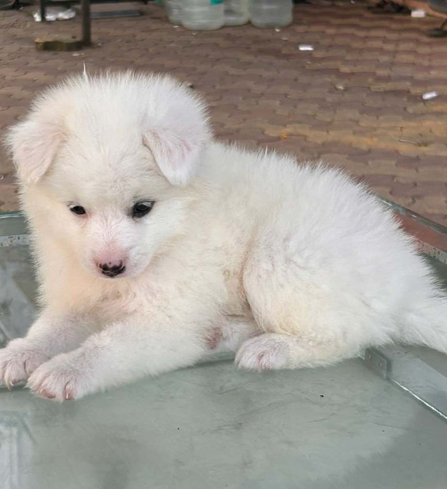Purchase KCI Registered Pomeranian Puppy from Chennai